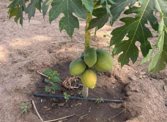 Champs 1 hectare 700 à vendre