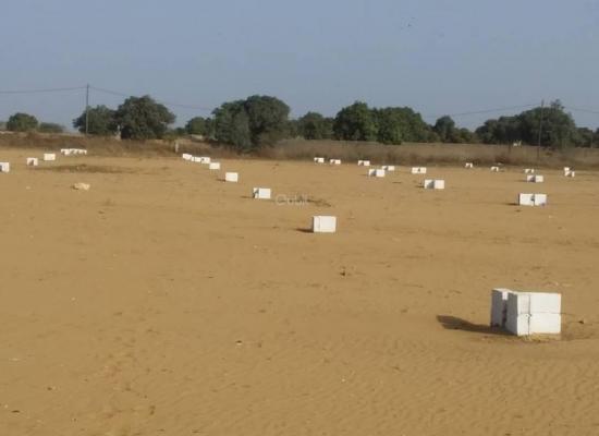 Terrains TF Indiv Bayakh en Face du Lycée 