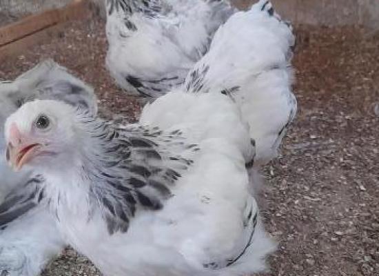 Vente poussins brahma