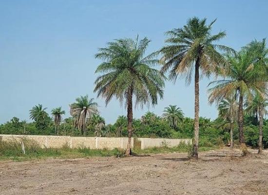 Terrain de 1 000 m² à vendre entre Cap Skirring et Boucotte – Quartier calme et bien situé